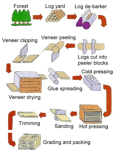 plywood manufacturing process
