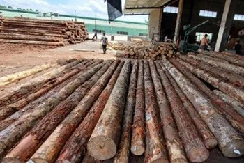raw log 1