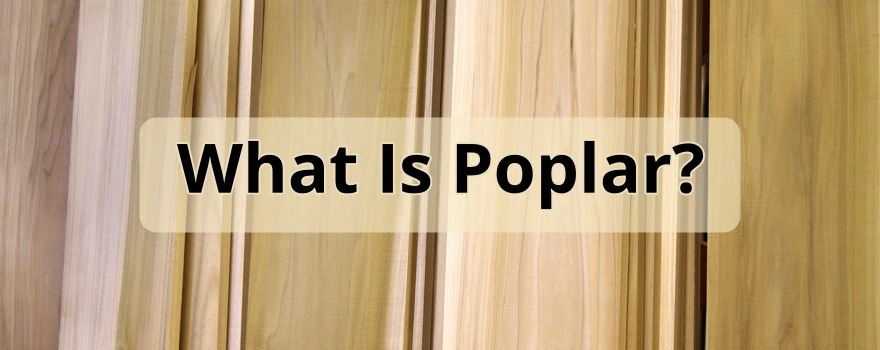 Poplar-Wood Poplar-Wood