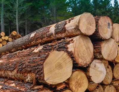 pine-radiata