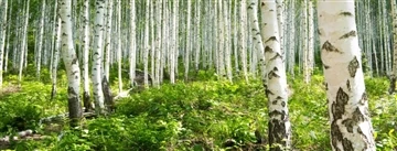 How Is Birch Plywood