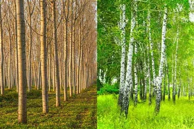 Poplar Plywood VS. Birch Plywood: The Differences And Features