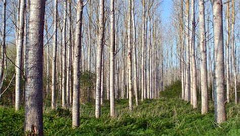 poplar