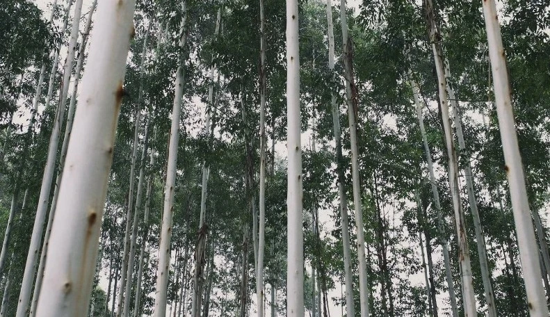 eucalyptus eucalyptus